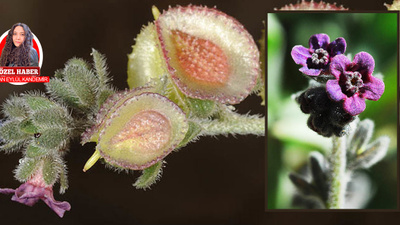 Türkiye'nin özel flora mirası: Ankara çarşağı