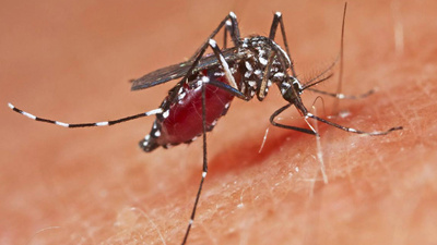 Batı Nil Virüsü nedir?