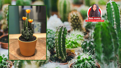 Kaktüsün faydalarını biliyor musunuz?