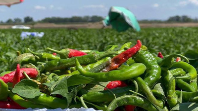 Karın bölgesindeki yağları eriten mucizevi baharat: Acı biber