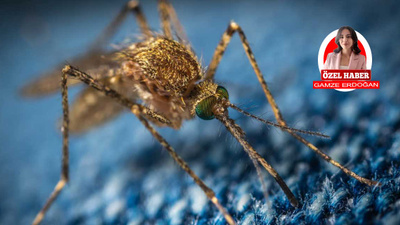 Doç. Dr. Kaan Yılancıoğlu'ndan Batı Nil Virüsü önemli uyarılar