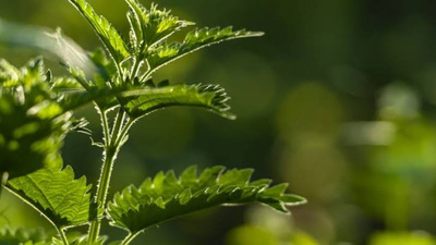 Prof. Dr. İbrahim Saraçoğlu'ndan ısırgan otuna övgü: "Tek bir besin seçsem, ısırganı alırdım!"