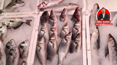 Balık sezonu başladı: Tezgahlar şenlendi