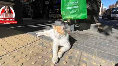 Tunalı Hilmi Caddesi’nin asabi kedisi Efe