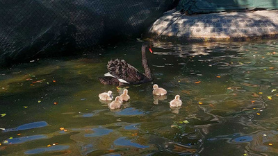 Cumhuriyet Bayramı’nda doğan 5 yavru kuğu Ankaralıların gözdesi oldu