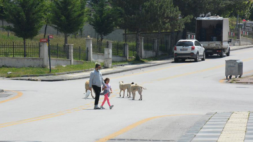 Altındağ'da yaşlı adama sahipsiz köpekler saldırdı!