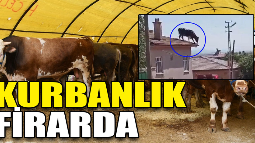Kurbanlık rotayı şaşırınca soluğu çatıda aldı!