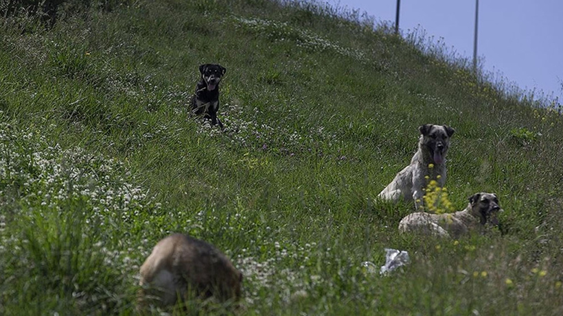 Çiğdem Mahallesi'nde sahipsiz köpek sorunu büyüyor! Mahalle sakinleri yetkililere seslendi: Tedirginiz!