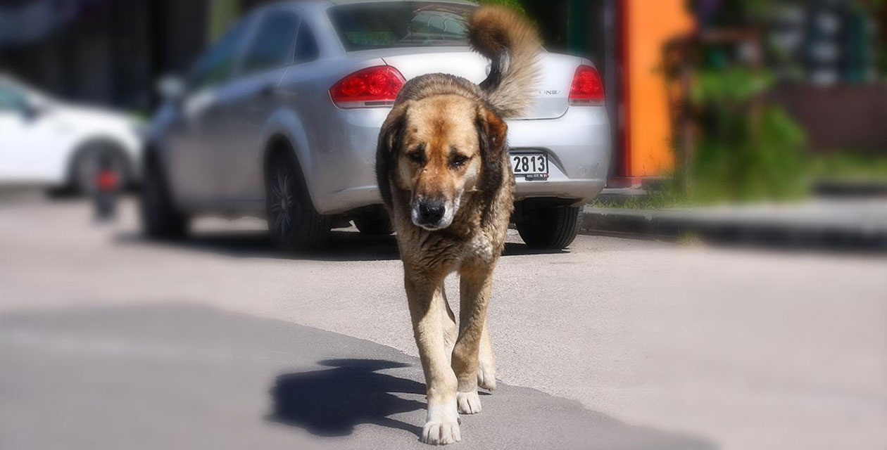 80 yaşındaki yaşlı adama sahipsiz sokak köpekleri saldırdı!