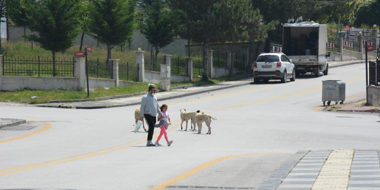 Altındağ'da yaşlı adama sahipsiz köpekler saldırdı!