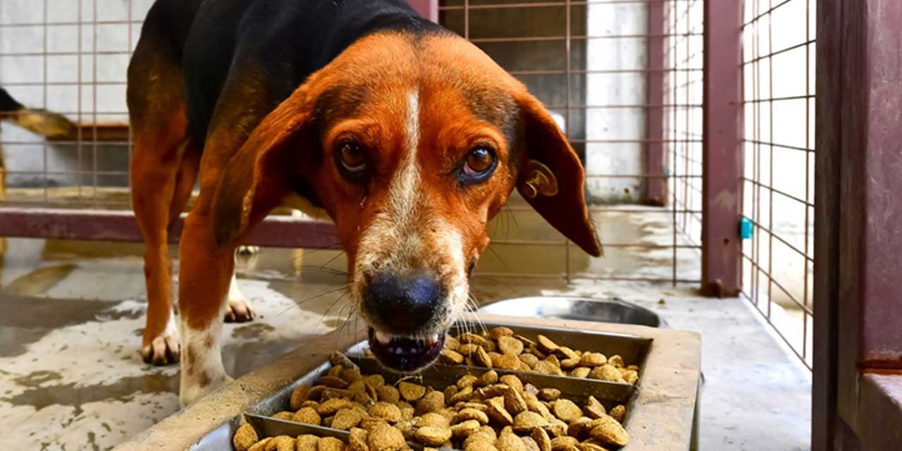 MASAK'tan dikkat çeken başıboş sokak köpeği raporu: Bağış adı altında toplanan milyonlarca lira...