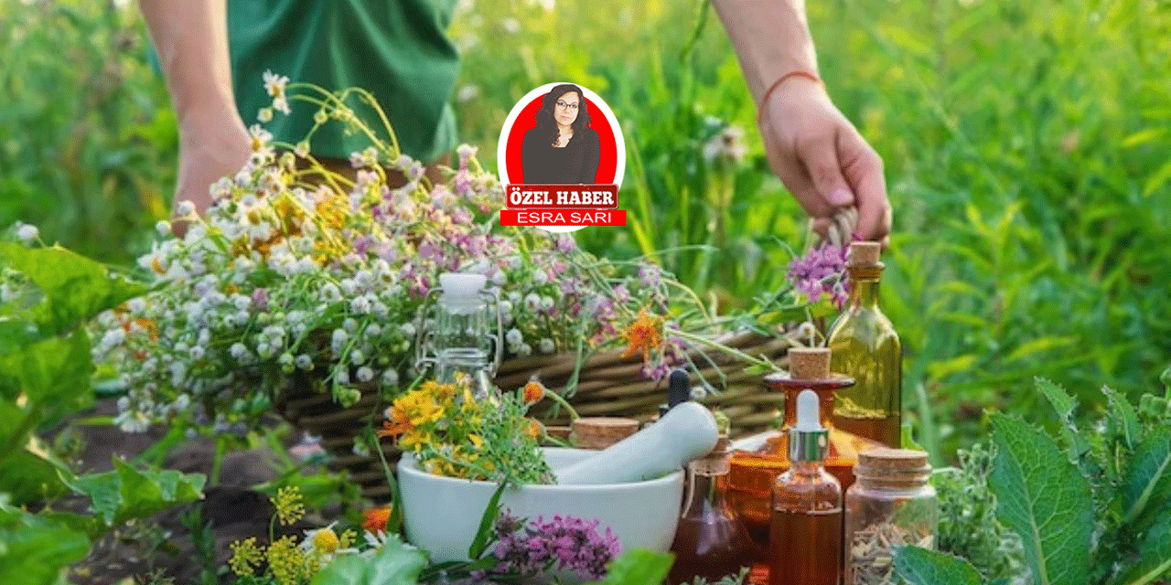 Ankara Kızılcahamam’da yetişen aromatik bitkiler nelerdir?