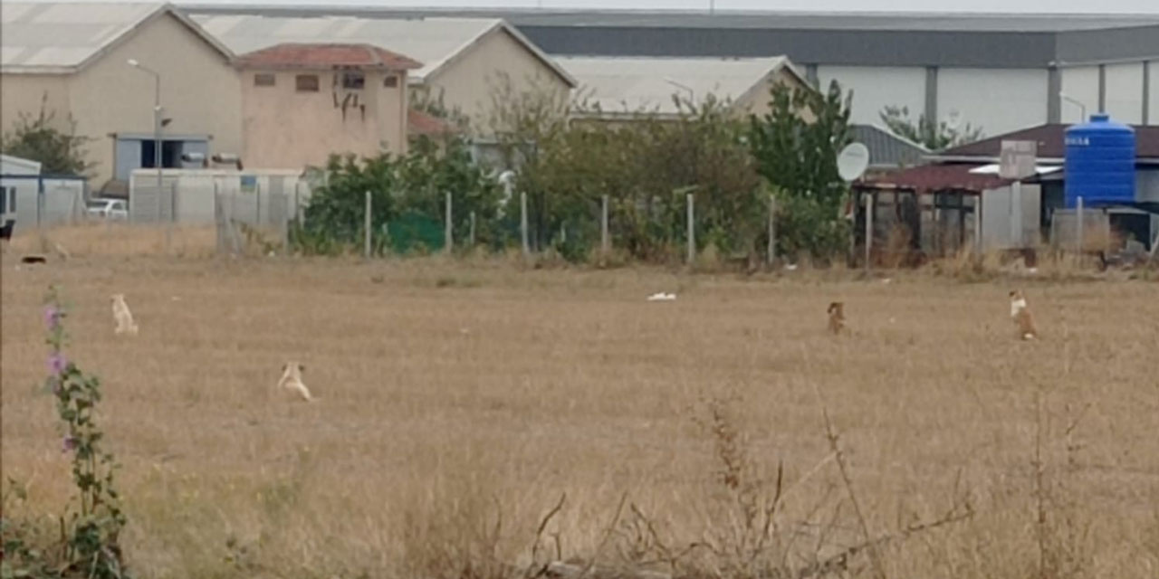 Gölbaşı'na sahipsiz köpekleri kim bırakıyor? Mahalle sakinleri yetkililerden çözüm bekliyor!