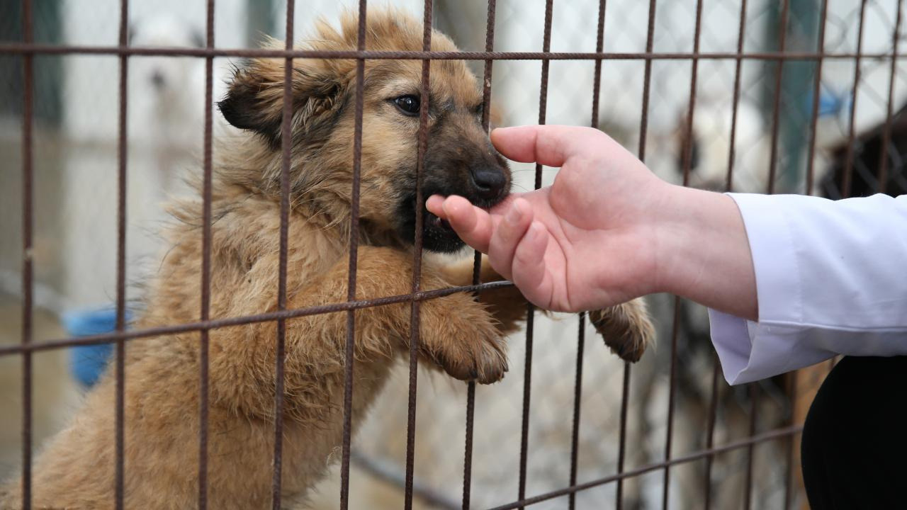 Ankara’da 'belediye barınağında aç kalan köpekler birbirini yedi' iddiası!