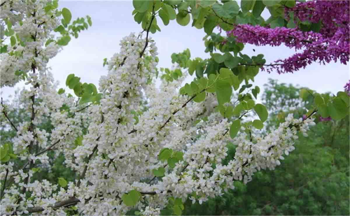 cercis-siliquastrum-album-beyaz-erguva-31374.jpg