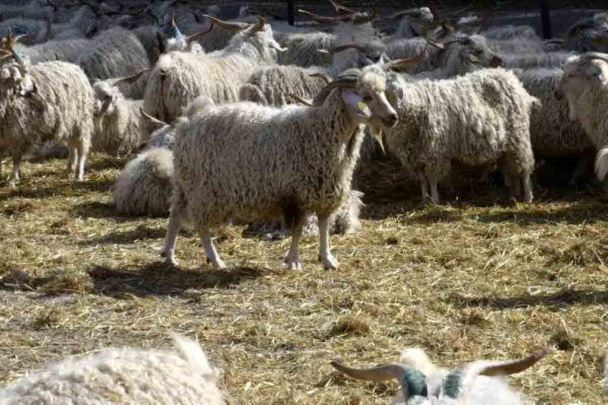 ankara-kecisi-varligi-dogdugu-topraklarda-yen-13653934-amp.jpg
