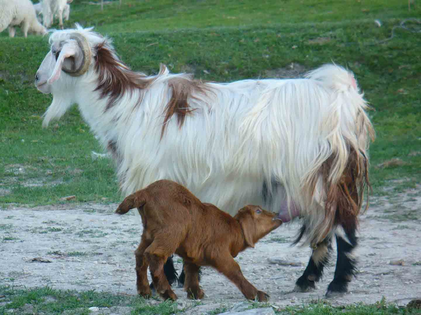 ankara-kecisi-ve-oglak.jpg